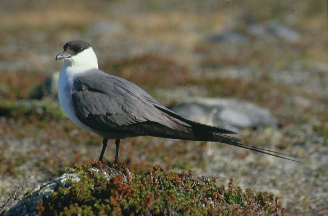 Stercorarius longicaudus